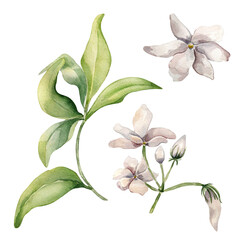 Jasmine sambac plant watercolor illustration isolated on white. White flower botanical style hand drawn. Set of jasmine flowers and bud drawing. Design elements for label product cosmetic, packaging