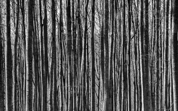 Close-up of many beech tree trunks in the forest in black and white