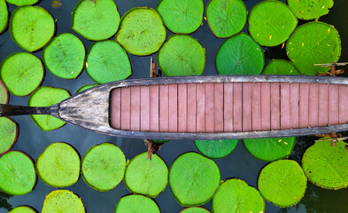 A top view of a boat among the leaves of giant water lillies on the lake