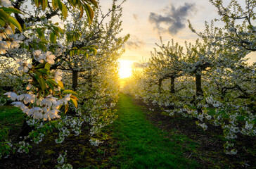 Beautiful spring sunset in cherry trees orchard