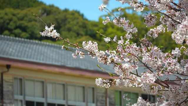 満開の桜と木造校舎
