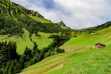 Alpenwiesen