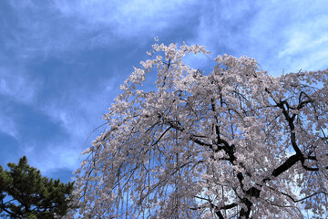 太陽の光が当たって輝く枝垂れ桜