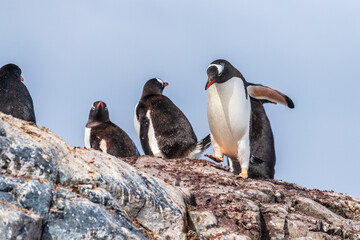 A group of Gentoo Penguin -Pygoscelis papua- standing on a rock near the Cierva Cove, on the Antarctic peninsula