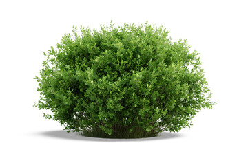 green bush isolated on white background
 - obrazy, fototapety, plakaty