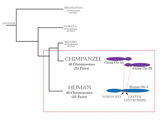 Evolution of humans via phylogenetics and differentiation between humans, chimpanzees, and other primates.	