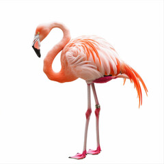 Flamingo with Vibrant Pink Feathers - A vividly pink flamingo standing gracefully with detailed feathers, isolated on a white background for versatile use.