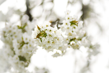 white cherry blossom