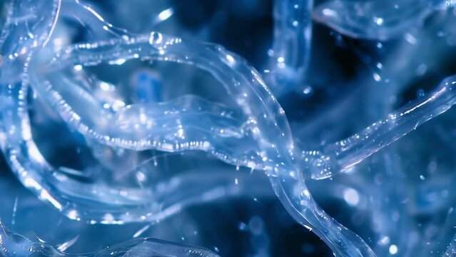 A microscopic image of a of tiny nematode worms their translucent bodies twisting and wriggling in a seemingly endless web of motion. . AI generation.