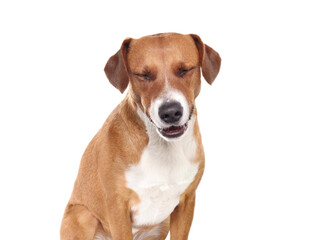 Isolated dog laughing of smiling at camera. Cute puppy dog with eyes closed and happy body language. Dog making a face. 2 years old female harrier mix dog. Transparent background. Selective focus.
