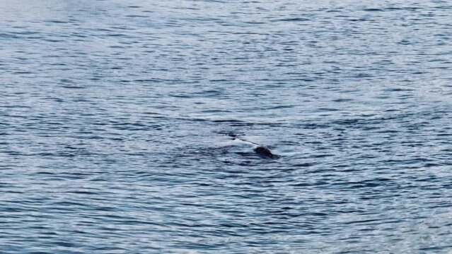 A rare sighting of an endangered Southern Right Whale, mother and calf close to shore at Avoca Beach on the Central Coast of NSW, Australia.