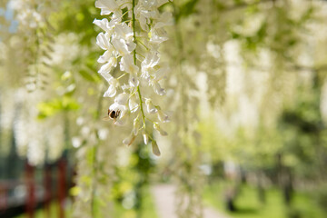 Cascading clusters of white wisteria flowers drape elegantly from green foliage under a bright blue sky on a sunny spring day, creating a serene and picturesque natural canopy.