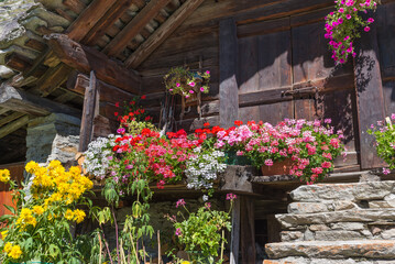 Flowers in bloom. Traditional old mountain house with flowered balcony, European Alps. Facade of a wooden hut decorated with flowers. Typical Walser house at the foot of Monte Rosa, Italy