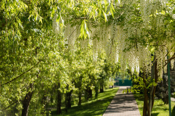 Cascading clusters of white wisteria flowers drape elegantly from green foliage under a bright blue...