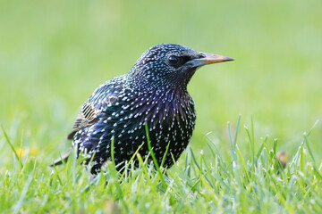colorful adult grey starling on lawn - 781833370