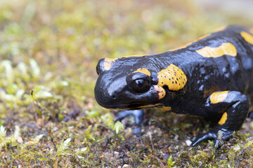 portrait of colorful fire salamander - 781833531