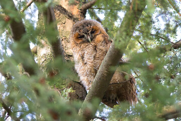 young curious tawny owl - 781833550