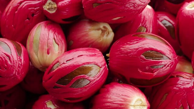 close-up of nutmeg seeds encased in vibrant red mace, harvest