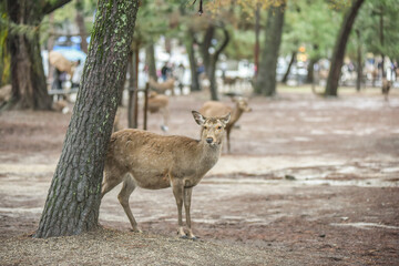 Naklejka na ściany i meble Herd Of Sika Deers Roaming And Feeding On The Field And Street To Nara Public Park And Todaiji Temple, Nara, Japan