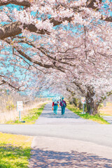 Obraz premium 桜並木道を散歩する人たち