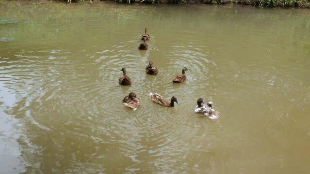 group of wild ducks animal swimming in the pond canel water under sunshine springtime day