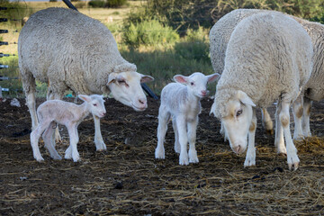 Tiny merino lamb and ewes on a farm near Bultfontein in the Orange Free State, South Africa © Boshoff