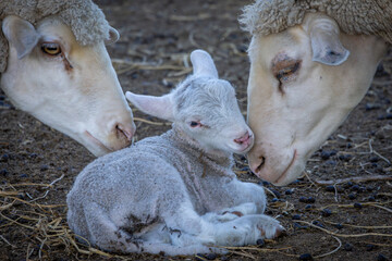 Tiny merino lamb and ewes on a farm near Bultfontein in the Orange Free State, South Africa