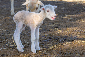 Tiny merino lamb and ewes on a farm near Bultfontein in the Orange Free State, South Africa