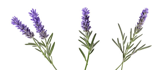 set of lavenders isolated on transparent background