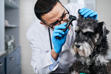 Veterinarian examine ears of of the dog with otoscope - obrazy, fototapety, plakaty