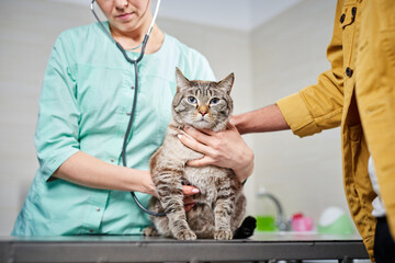 Veterinarian with stethoscope examining a domestic cat at the visit
