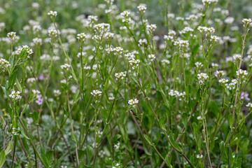 Cochlearia officinalis. Common scurvygrass, plants with their small flowers with white petals.