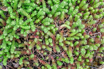 Sedum sexangulare. Tasteless stonecrop, detail of the fleshy leaves and creeping stems seen from above.