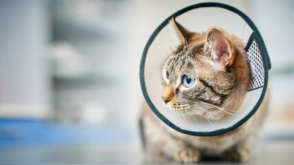 Cat in plastic collar at the veterinarian