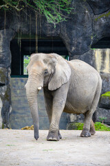 Animals in Taipei Zoo during winter