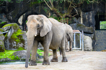 Animals in Taipei Zoo during winter