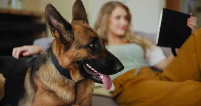 Tablet, relax and woman on sofa with dog for movies, streaming and loyalty with animals in home. Pet care, woman with German Shepard and digital app for bonding, support and smile together on couch