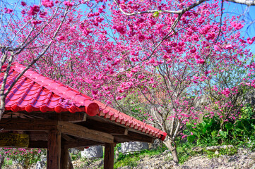 Blooming trees in taiwan during spring