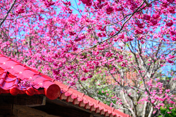 Blooming trees in taiwan during spring