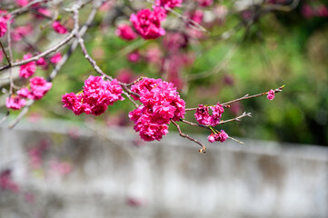 Blooming trees in taiwan during spring