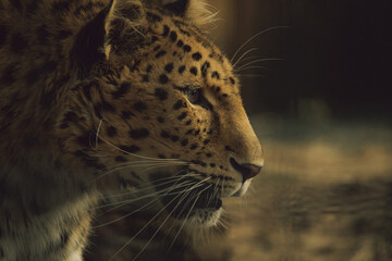 Naklejka na ściany i meble Far Eastern leopard, or Amur leopard (lat. Panthera pardus orientalis).