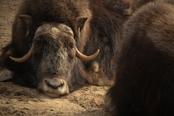 Portrait of musk ox in nature.
