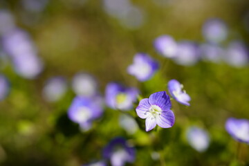 Fototapeta na wymiar 春の野原に咲くオオイヌノフグリの青い花　