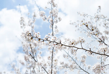 桜１