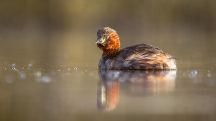 Tachybaptus ruficollis, dabchick, little grebe, adult, grebe on the water surface, grebe reflecting in the water surface, wetland birds, reflections in water, golden hour, wildlife photography,