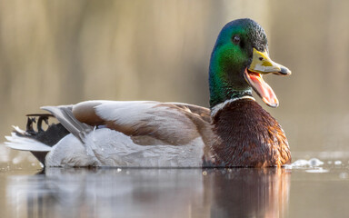 quacking male mallard duck, quacking drake, animal sounds, anas platyrhynchos, talking animal, open beak, funny shot, close-up
