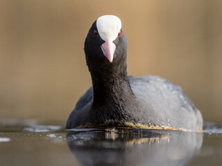 coot swimming on the water surface, fulica atra, extreme zoom, wildlife photography, black bird on water, wetland birds, red eye, white forehead, blurry background, telephoto lens, mirrorless camera