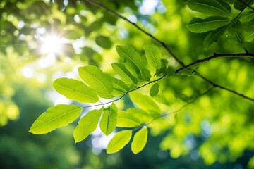 Obraz premium Tree view from below Looking up to see branches. 