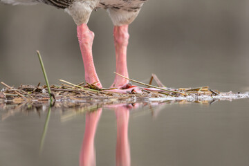 greylag goose legs, bird legs, close-up of bird legs, structure of bird legs, anser anser, nest...