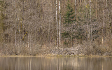 realtree, texture, pattern, early spring mixed forest, forest reflecting in the lake, deciduous trees in early spring, Norway spruce, reflections in the water, background, real tree, camouflage